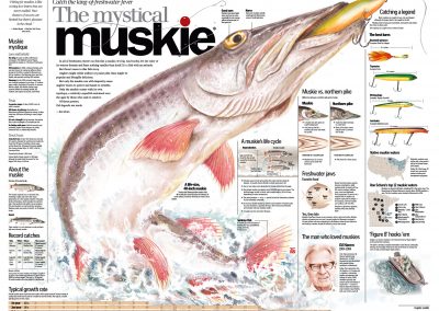 Muskie